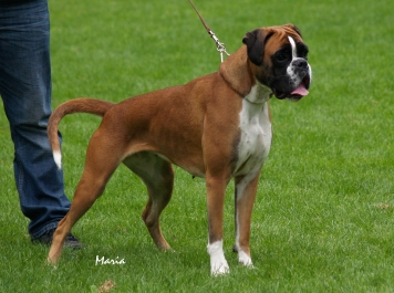 Image of pollux-canine-boxer-celeste_356x265_3de7f53c4e20a0