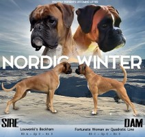 Nordic winter 1 kull