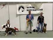 Norsk Boxerklubb sin spesialutstilling 16.09.2023 - Presentasjon av vinnere
