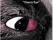 Cherry Eye