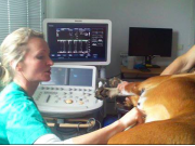 Hjerteundersøkelse med doppler ultralyd - disse veterinærene er godkjent av Norsk Forening For Veterinær Kardiologi