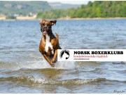 Norsk Boxerklubb kontaktområde Vestfold inviterer til spesialutstilling 29.08.2015