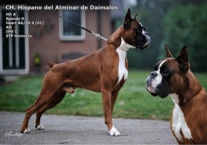 Hispano Del Alminar De Daimalos valp juli 2017