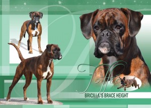 Bricilla's Brace Height - Multi